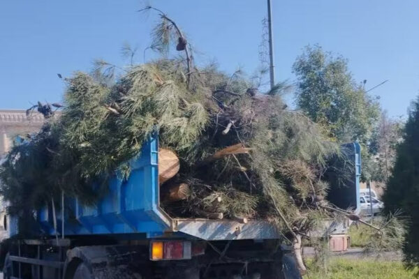 Termizda 219 tup daraxt noqonuniy kesib tashlandi