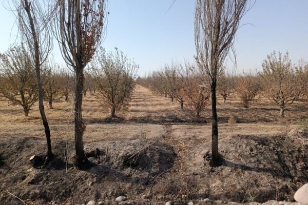 O‘zbekistonda 37 mln donadan ortiq mevali daraxt ko‘chati ekildi