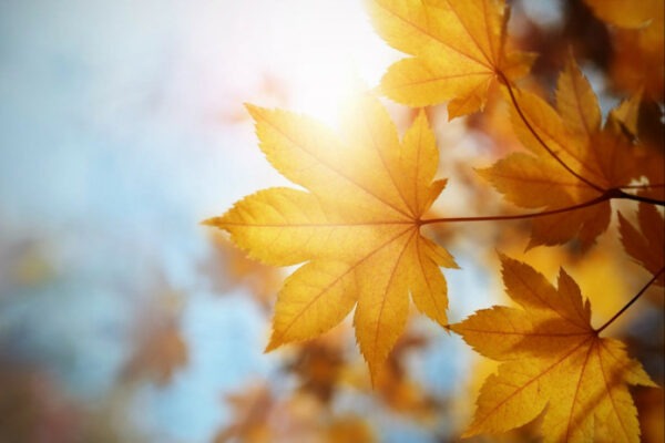 Sentyabrda qanday ob-havo bo‘lishi kutilayotgani ma’lum qilindi