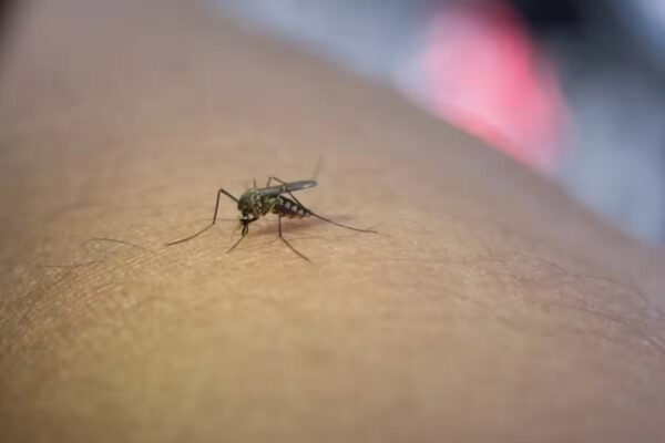 Xitoyda chivin orqali yuqadigan kasallik O‘zbekistonda tarqalmaydi