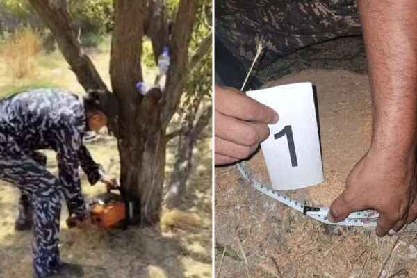 Qibrayda daraxtlar kesildi: tuman hokimligi va Ekologiya boshqarmasi ikki xil munosabat bildirdi