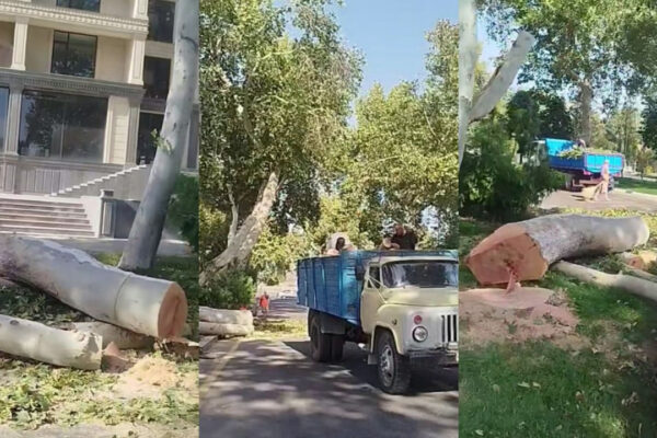 Samarqandda chinorlar kesib tashlandi