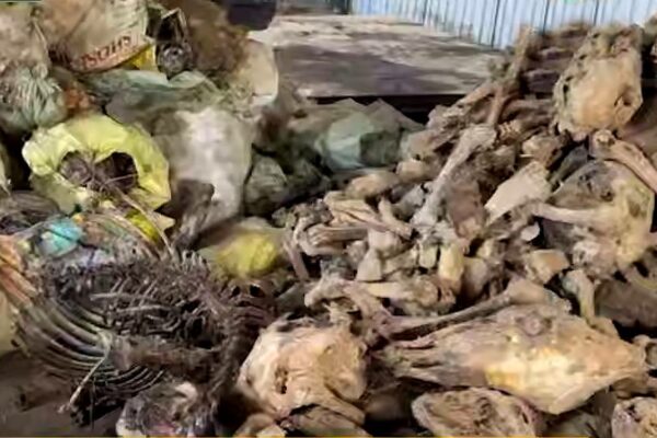 Zangiotada 3,5 tonnaga yaqin eshak va qoramol suyaklari topildi