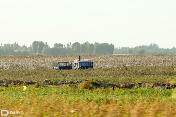 Surxondaryo 2025-yilgi paxta topshirish rejasini birinchi bo‘lib bajardi