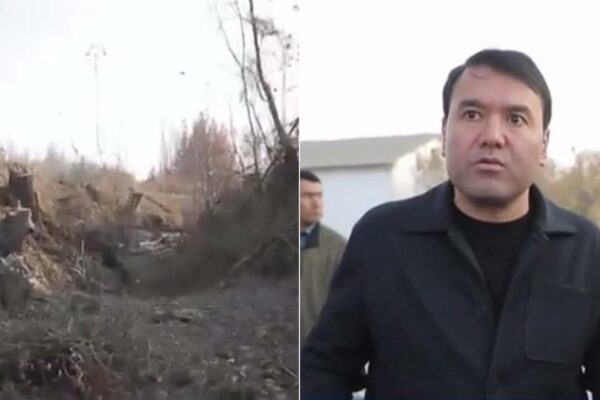 Samarqandda kanal qurilishi jarayonida mingga yaqin daraxt kesilgani aniqlandi