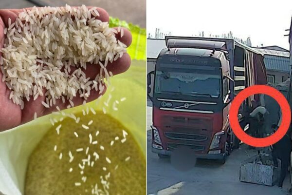 Soxta tranzit operatsiyasi: Oʻzbekistondan 50 tonna guruchning noqonuniy olib chiqilishi oldi olindi