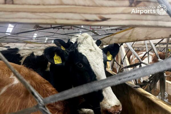 Toshkentga Belgiyadan 93 tonna tirik qoramol olib kelindi
