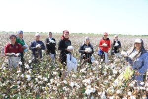 O‘zbekistonda paxta hosilining 76 foizi yig‘ib olindi